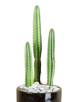 vysoky-kaktus