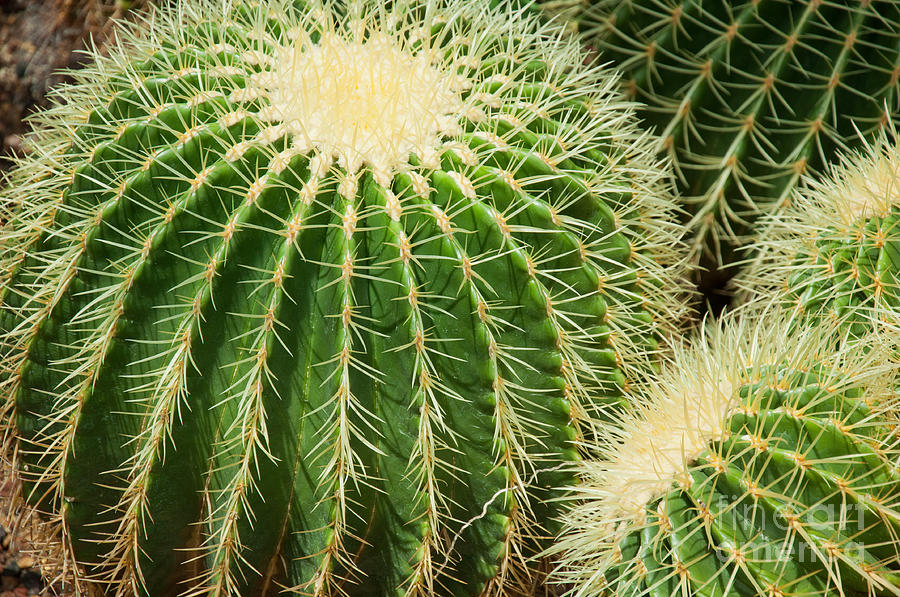 zimovani kaktusu